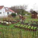 What You Need to Know About Kitchen Gardening