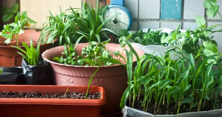 Indoor Gardening Tips For Beginners